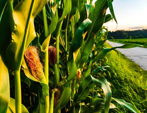 Irrigazione a goccia per il mais: coltivazione efficientemente sostenibile